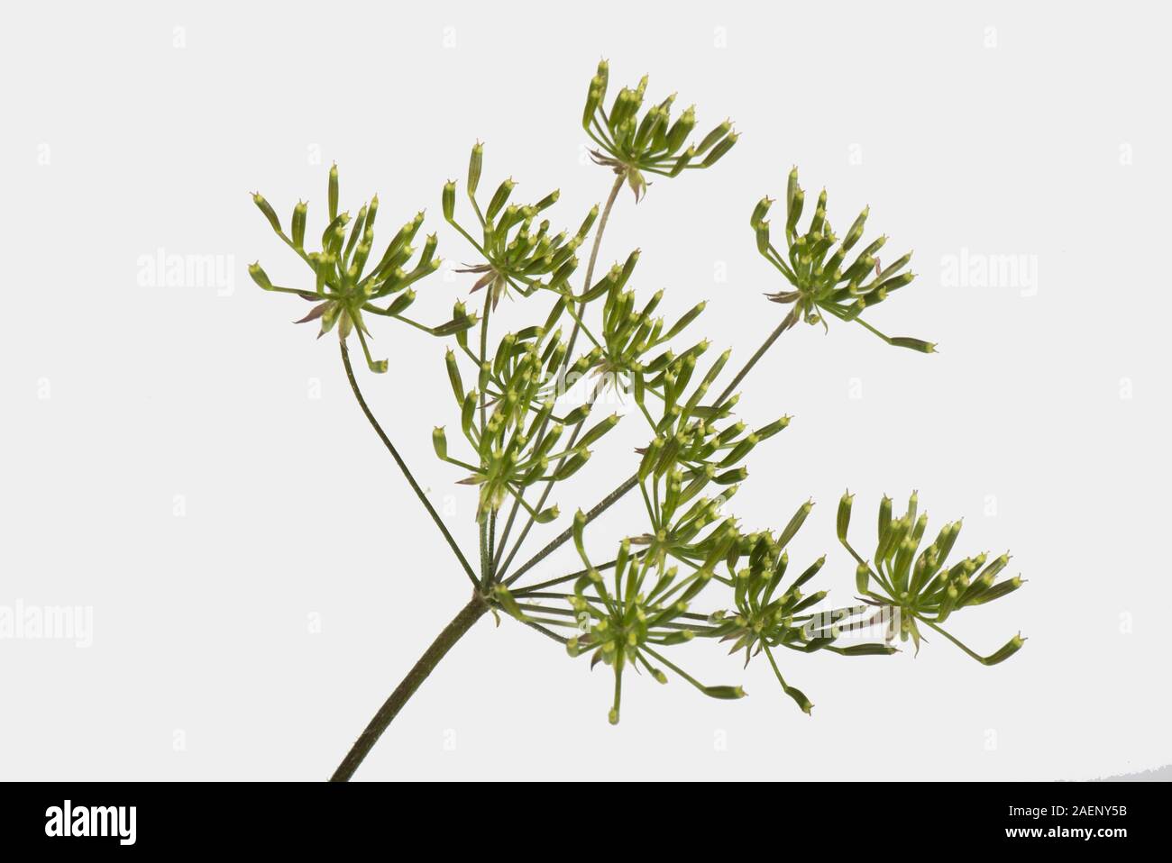Cerfoglio ruvida, Chaerophyllim temulum, hispid semina, ombrella maturazione, Berkshire, Giugno Foto Stock
