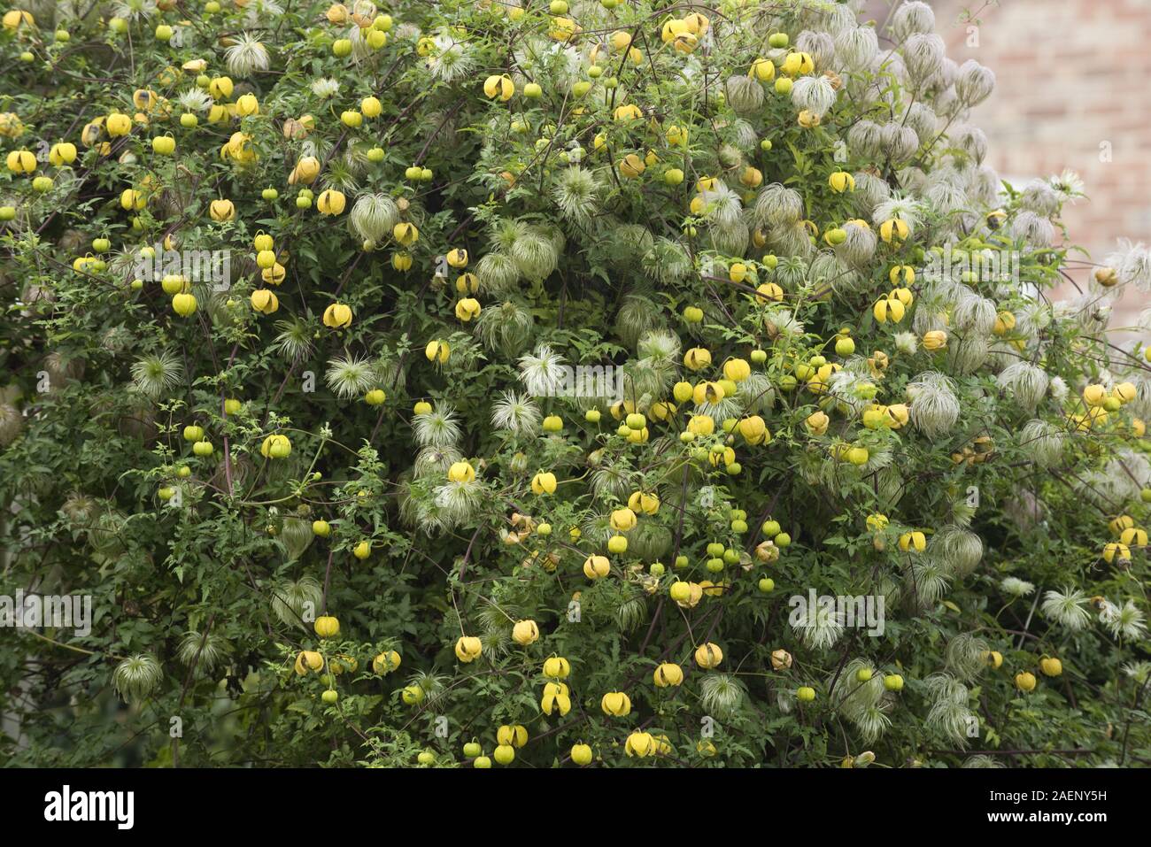 Golden clematis, Clematis tangutica, la fioritura e la semina su un giardino di gate e una siepe di conifere, Berkshire, Settembre Foto Stock