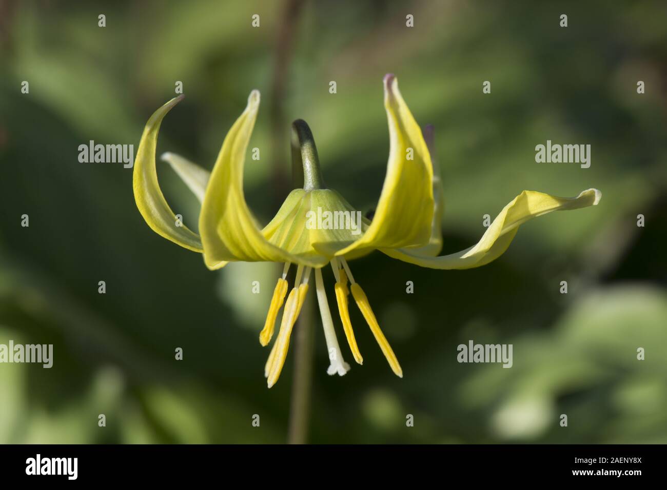Erythronium "Pagoda' o del cane viola dentata, Erythronium tuolumnense, fiore con redurved petali gialli, Aprile Foto Stock