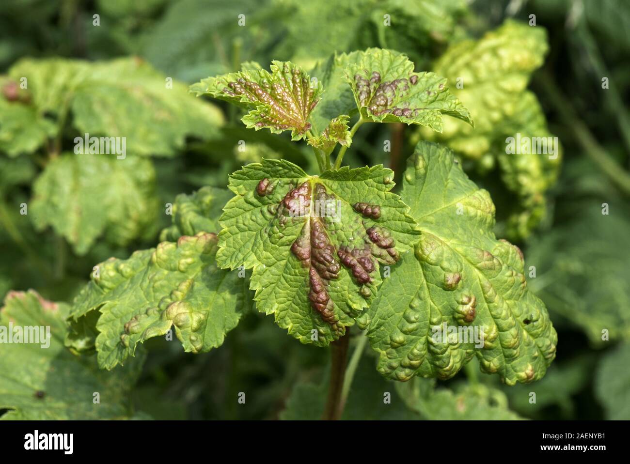 Danni alle foglie di ribes, Ribes sp., causati da blister ribes afidi,  Cryptomyzus ribis, nella tarda primavera. Le foglie sono rugose con un  rosso Foto stock - Alamy