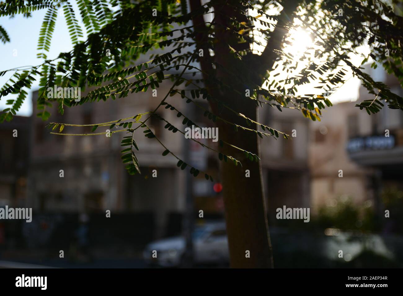 La luce del mattino attraverso un albero in una città Foto Stock