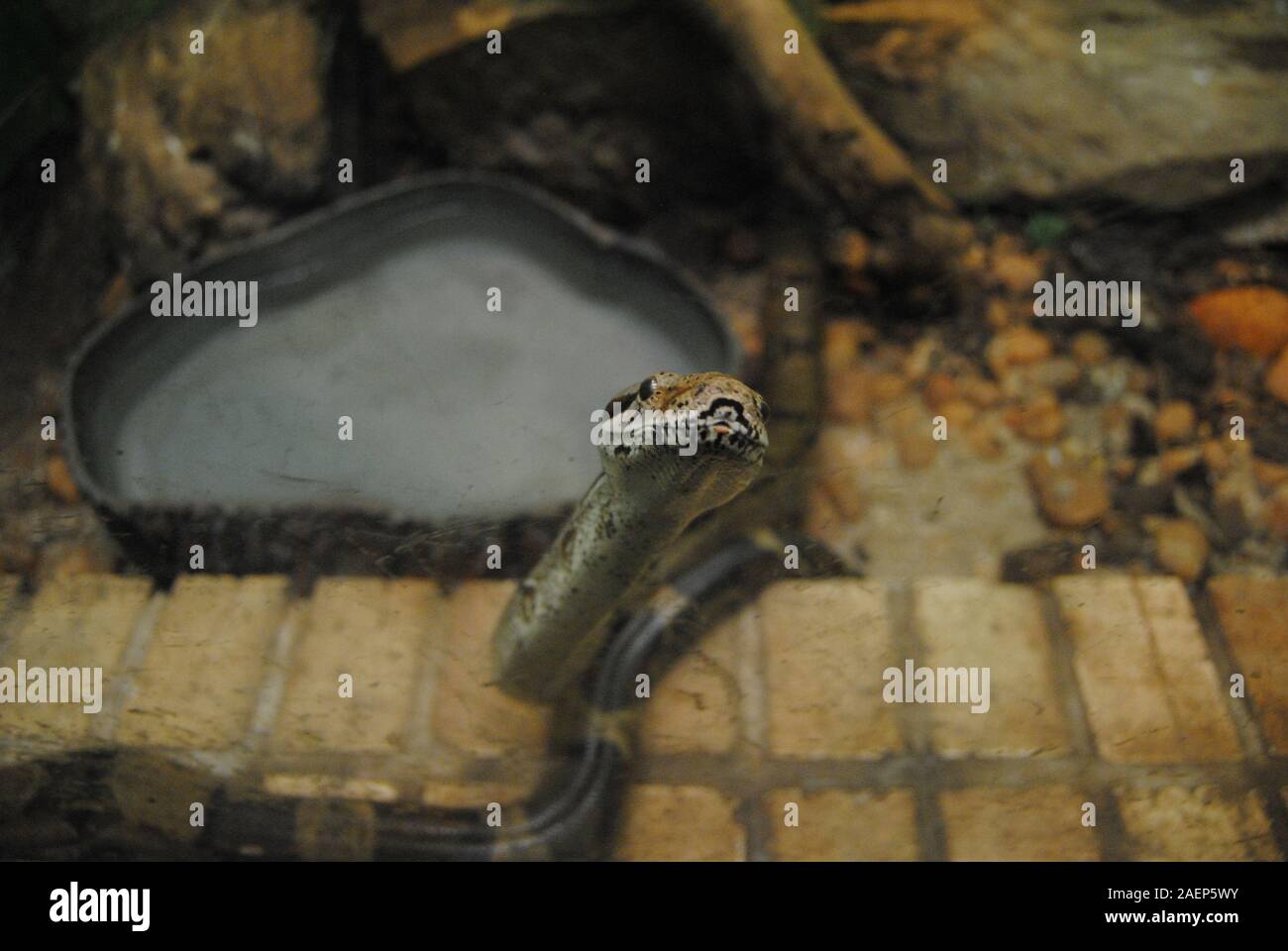 Gentile snake viene a dire ciao Foto Stock