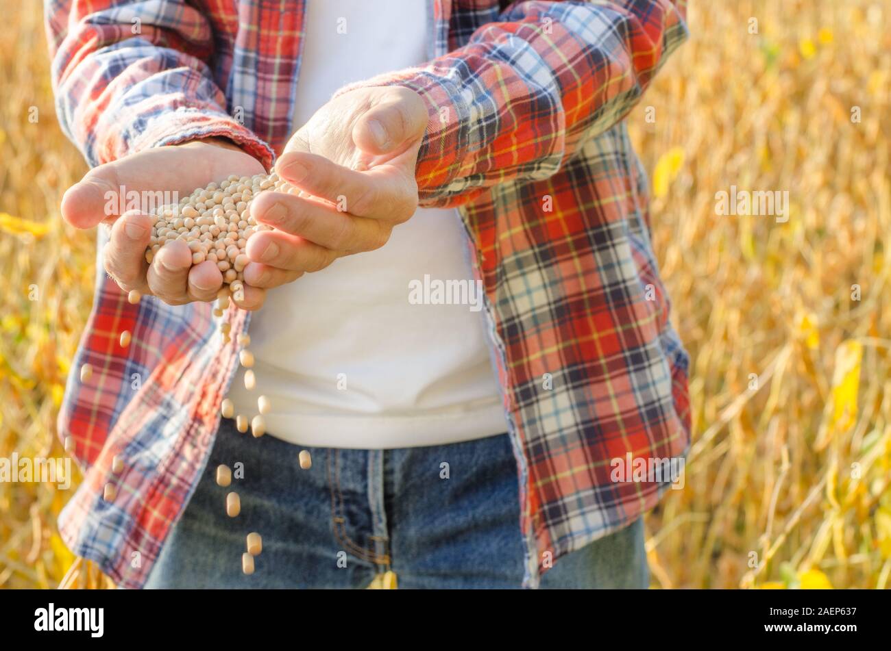 Il contadino si riversa di grani di soia nelle sue mani sul campo serata di sfondo tramonto Foto Stock