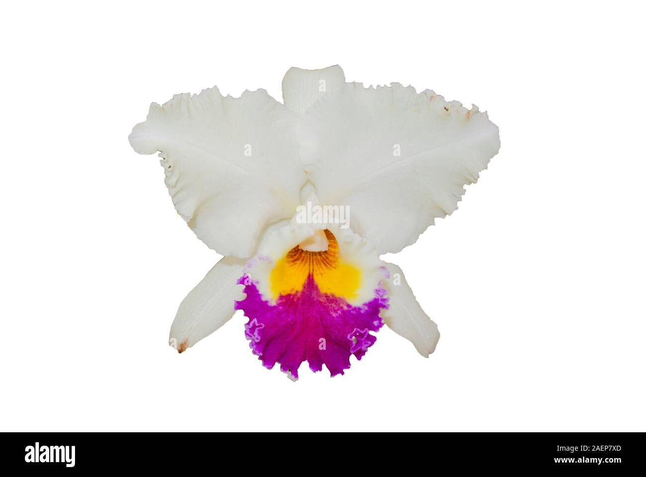 Cattleya bianco con sfondo bianco Foto Stock