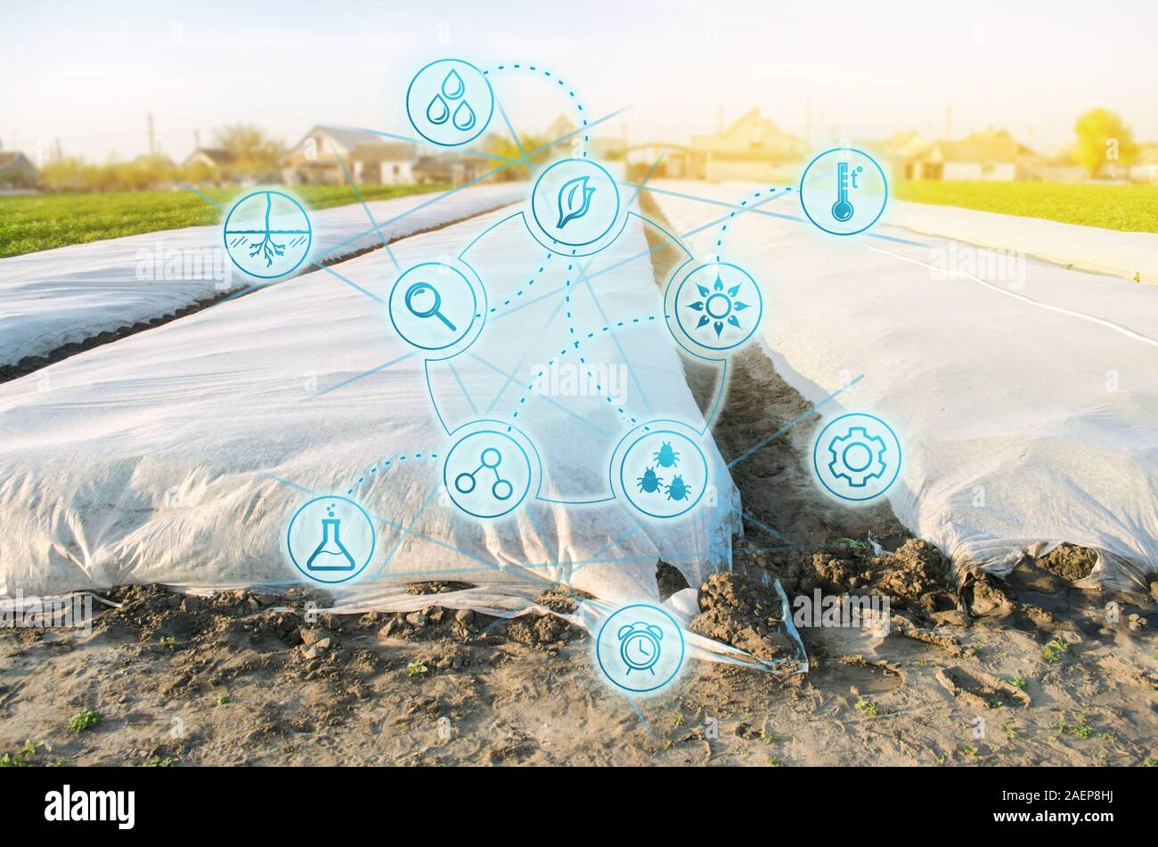 Crescere vegetali. Arrotolati per la protezione contro il gelo e mantenere un livello di umidità di verdure. Piccole serre. Allevamento e agricoltura intelligente. Analisi dei dati Foto Stock