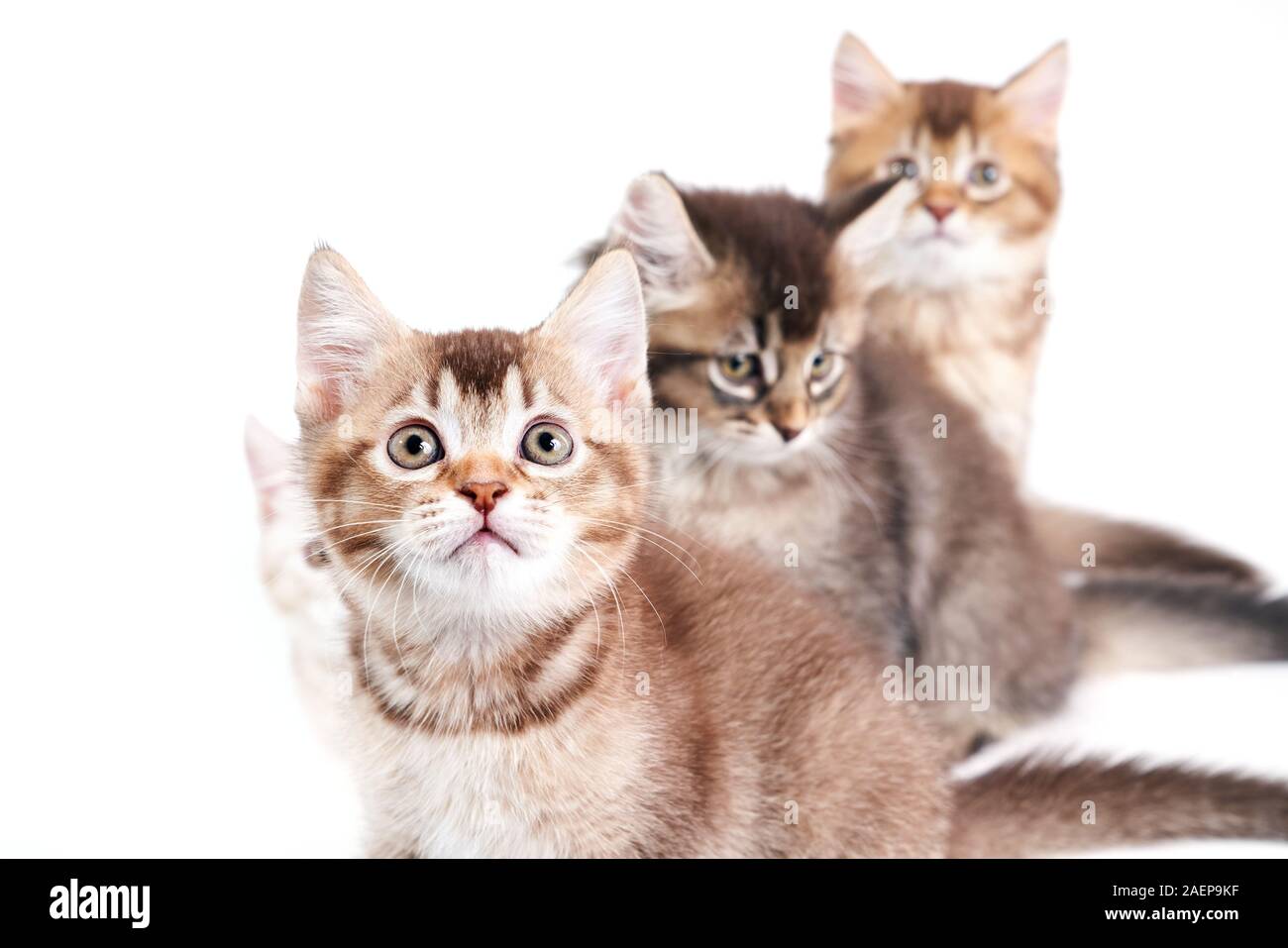 Da sopra vista di quattro marrone grigio e bianco gattini seduti uno per uno . Gruppo di soffici baby gatti con zampe adorabili e code lunghe cercando su bianco di sfondo per studio. Concetto di animali domestici, animali. Foto Stock