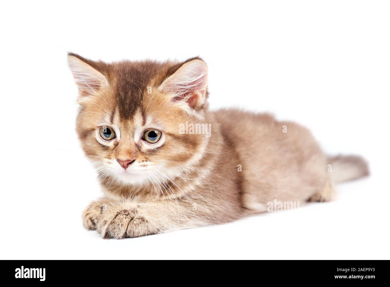 Vista frontale del piccolo marrone e bianco shorthair gattino con grandi occhi. Isolato da vicino di soffici baby cat con zampe adorabile giacenti e guardando verso il basso sulla bianca di sfondo per studio. Concetto di animali domestici, animali. Foto Stock