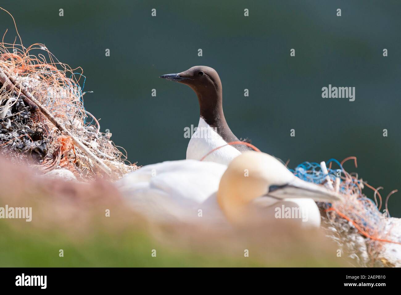 Murre comune, comune Guillemot in un nido di Northern Gannet realizzato in rete da pesca Foto Stock