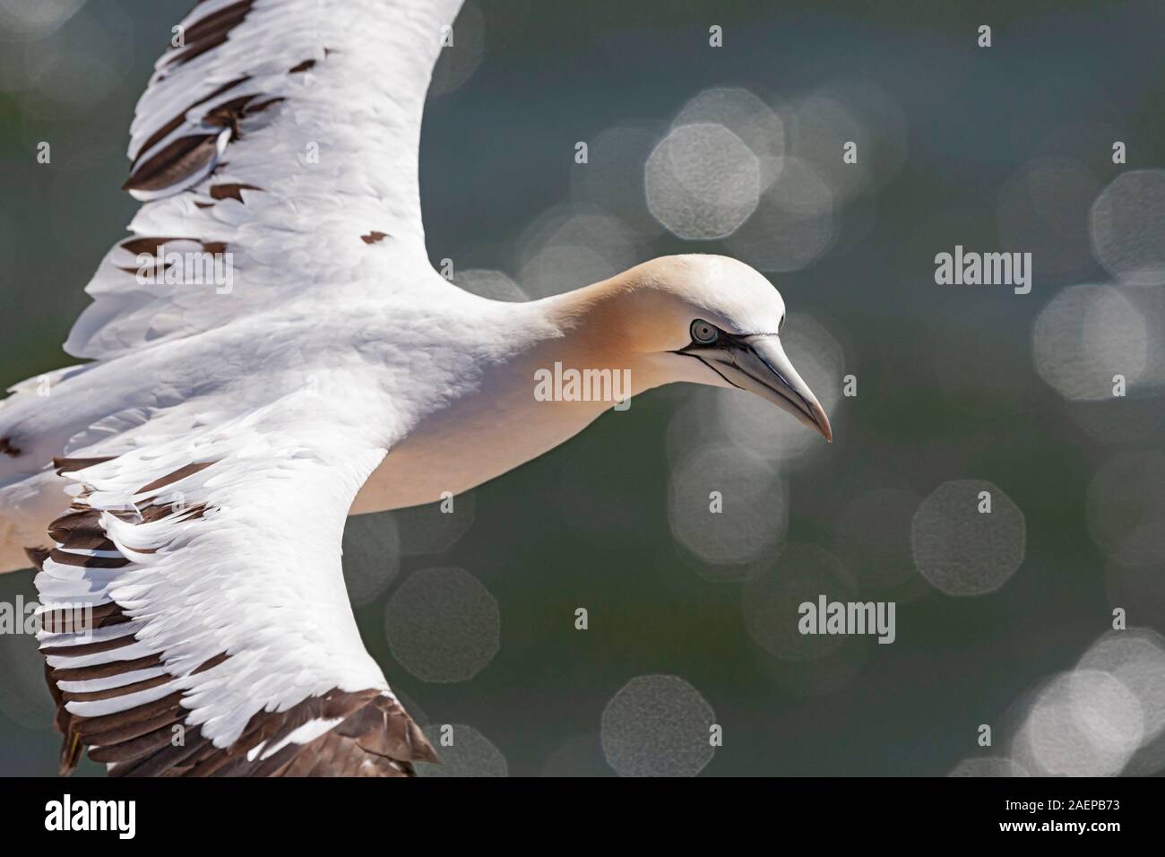 Northern Gannet in volo Foto Stock
