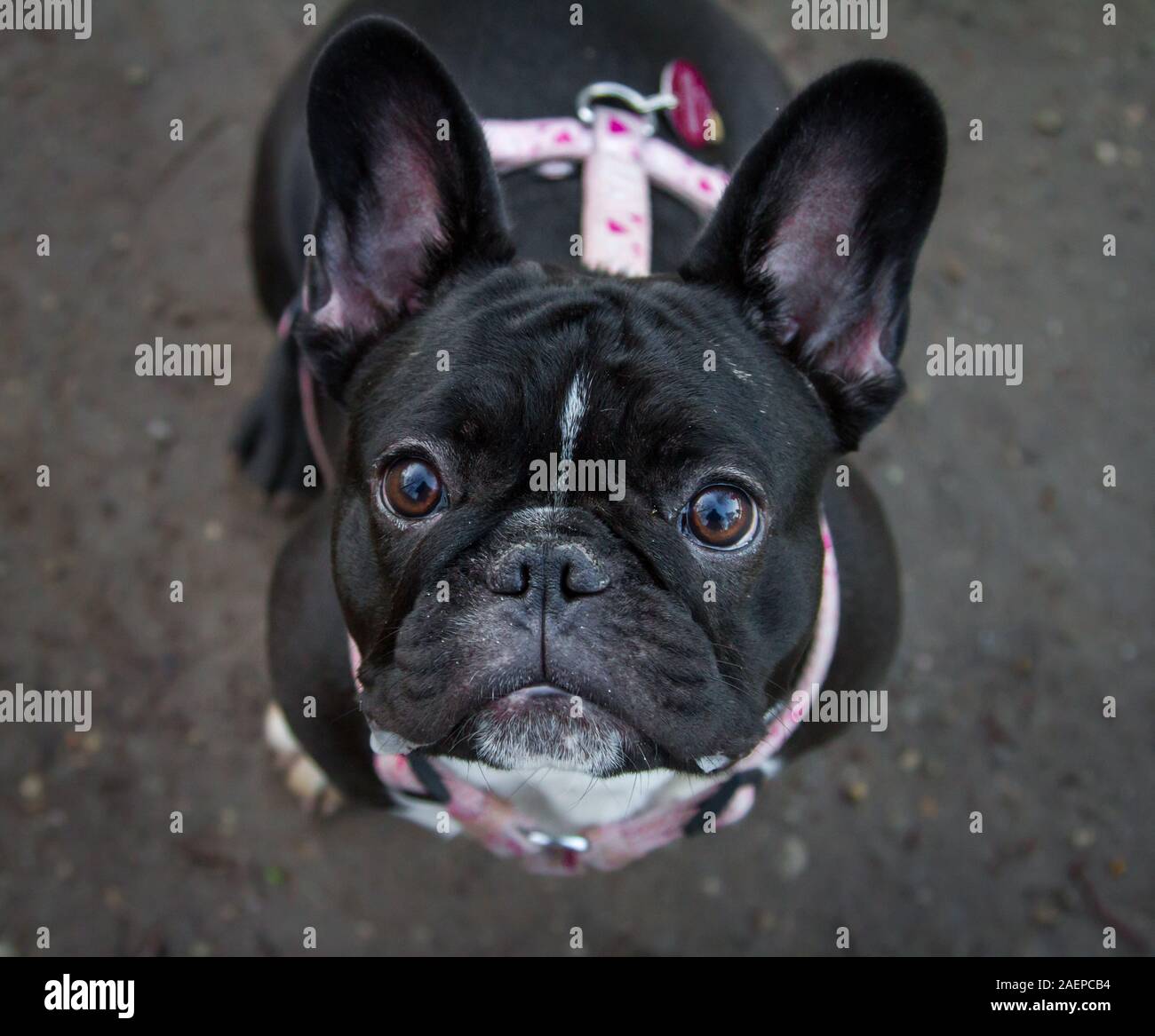 Un giovane nero bulldog francese cercando nella fotocamera Foto Stock