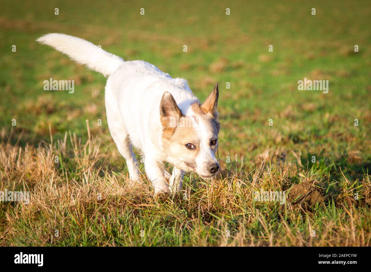 Bianco mixbreed piccolo cane che corre e annusando Foto Stock