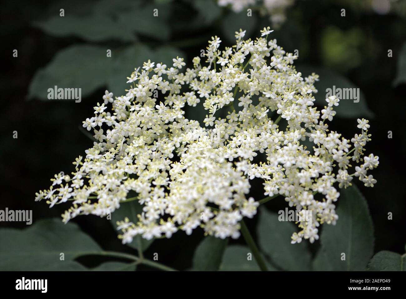 Sambucus nigra, nomi comuni includono il SAMBUCO bacche di sambuco nero, sambuco, Europeo il SAMBUCO bacche di sambuco europea e alla Comunità europea di sambuco nero. Foto Stock