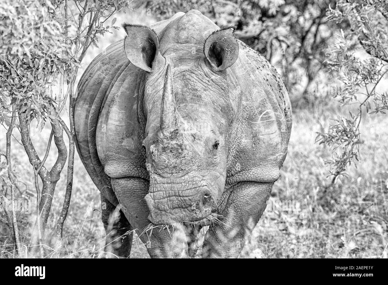 Close-up di un rinoceronte bianco, Ceratotherium simum simum, masticare erba e guardando verso la telecamera Foto Stock