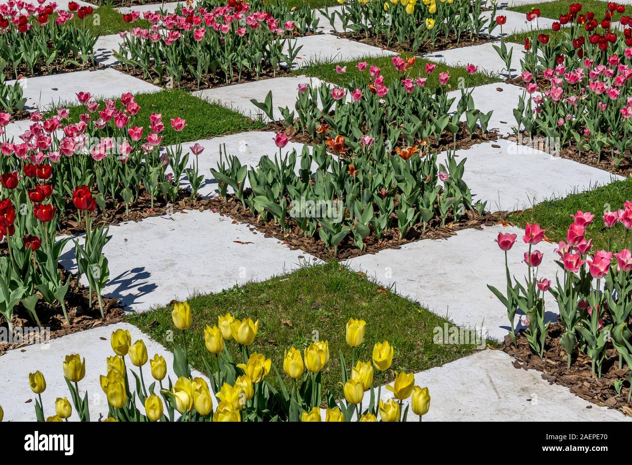 I tulipani, Jardin Japones, Buenos Aires, Argentina, Sud America Foto Stock