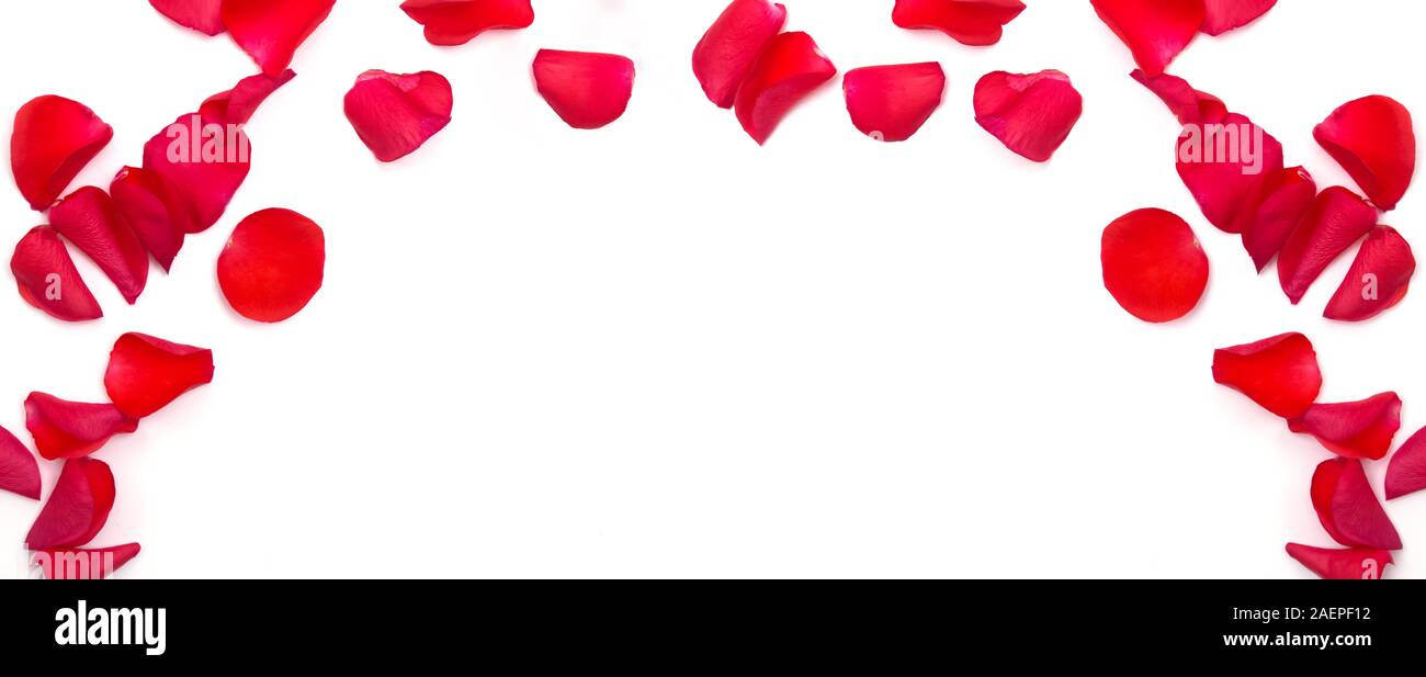 Telaio rosso con petali di rosa isolato su sfondo bianco Foto Stock