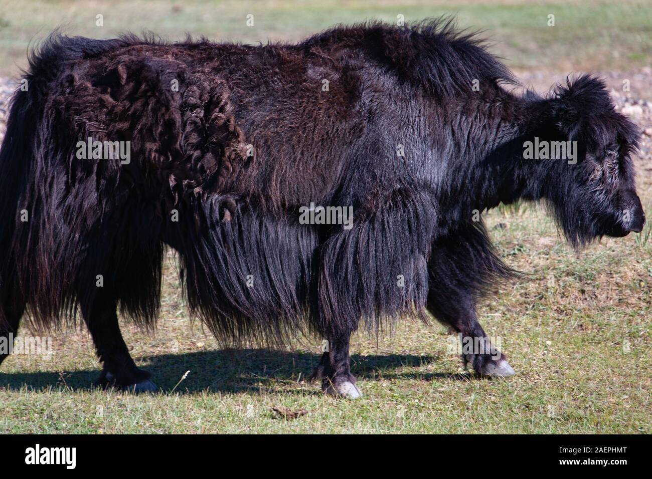 Yak al pascolo in Mongolia centrale Foto Stock