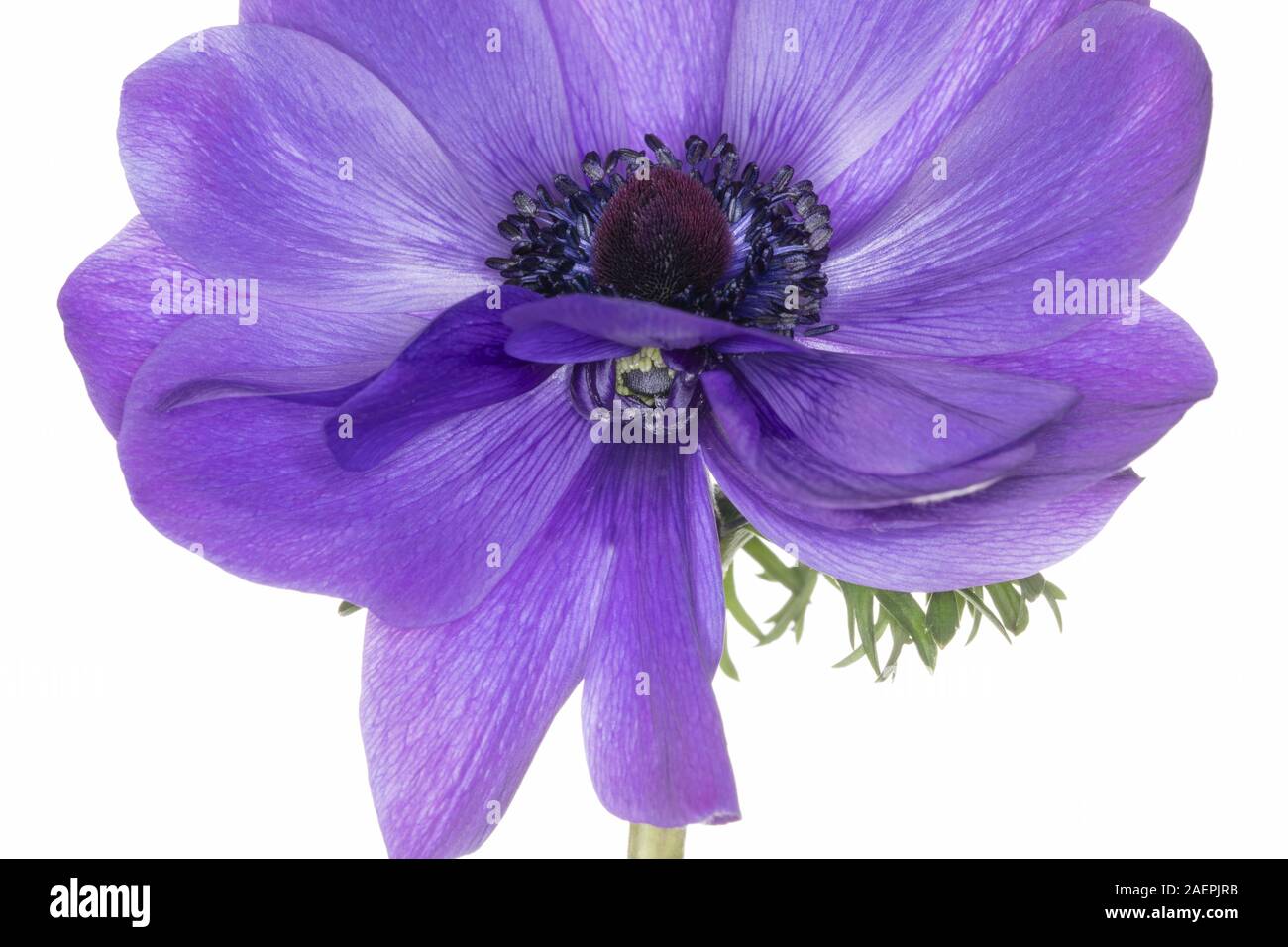 Anemone coronaria "Armonia" blu che mostra intricati dettagli della formazione di petalo e disegni bud Foto Stock