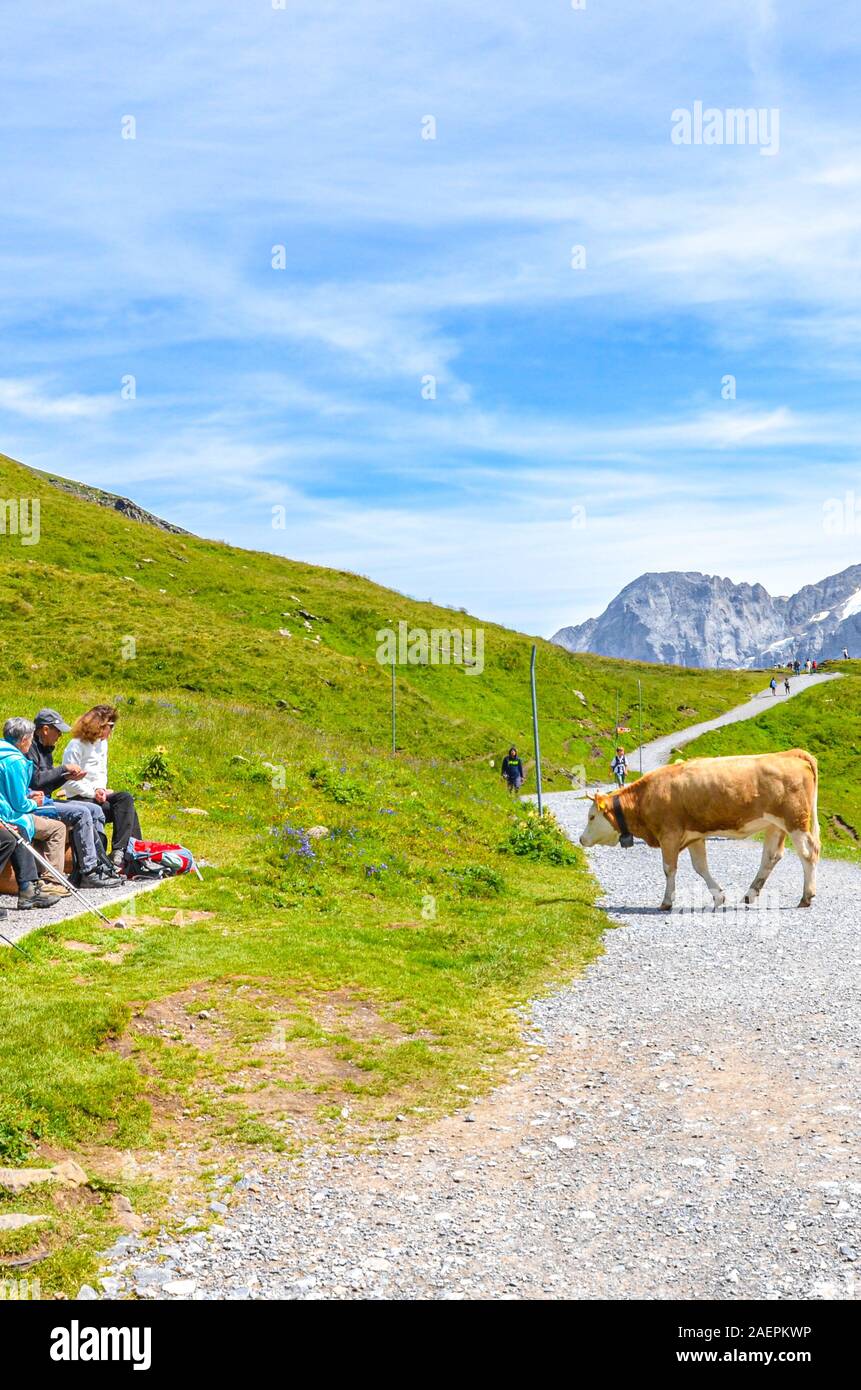 Bachalpsee, Grindelwald, Svizzera - Agosto 16, 2019: Brown cow camminando su un sentiero di trekking nelle Alpi Svizzere. I turisti relax su una panchina nelle vicinanze. Montagne sullo sfondo. Paesaggio alpino. Foto Stock