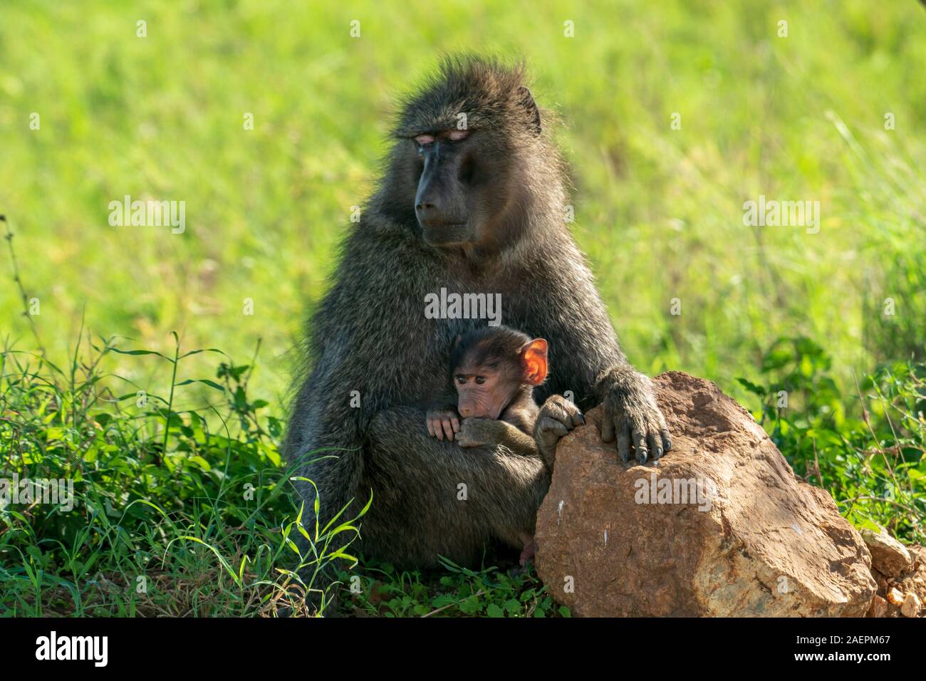 Un bambino di olive è tenuto dal suo genitore nel Serengeti, Tanzania. (Nome scientifico: Papio anubis) Foto Stock