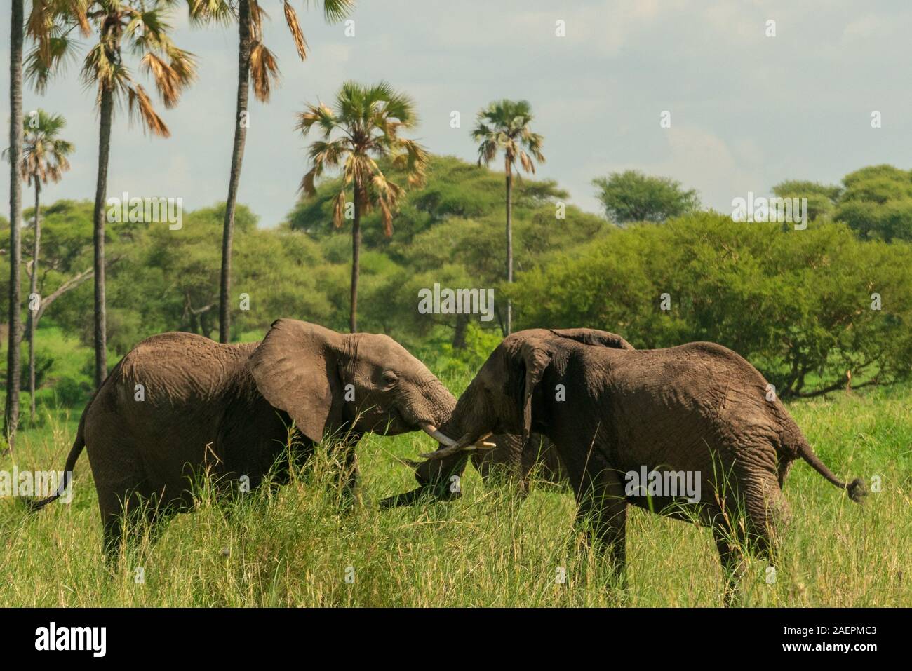 Gli elefanti maschi adolescenti bloccano le zanne in uno spettacolo di forza e dominanza nel Parco Nazionale di Tarangire, Tanzania. (Nome scientifico: Loxodonta) Foto Stock