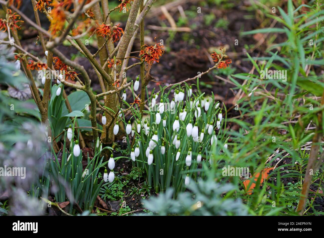 Snowdrops comune (Galanthus nivalis) cresce al di sotto di una strega Hazel amamelide Hamamelis x intermedia "Jelena' Staffordshire, England, Regno Unito Foto Stock