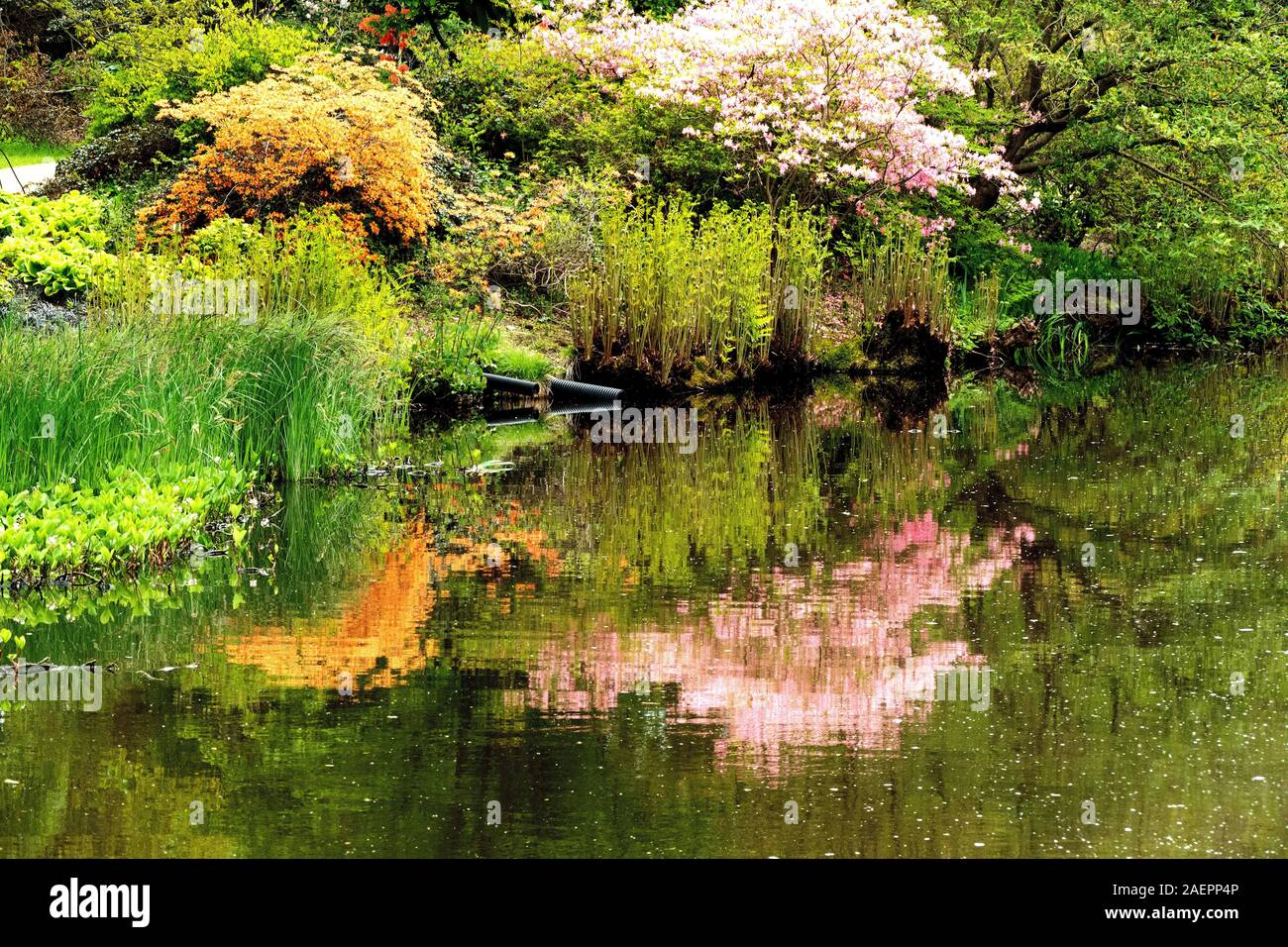 Riflessi nel laghetto del Savill giardino botanico in Egham, Surrey, Regno Unito Foto Stock
