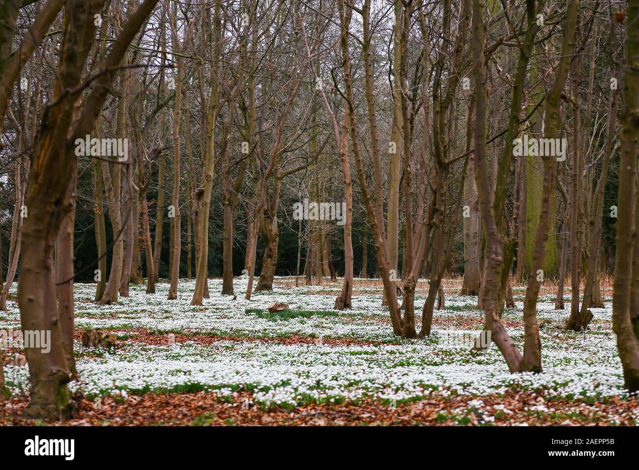 Snowdrops comune (Galanthus nivalis) tra gli alberi al Attingham Park, Shropshire, Inghilterra, Regno Unito Foto Stock