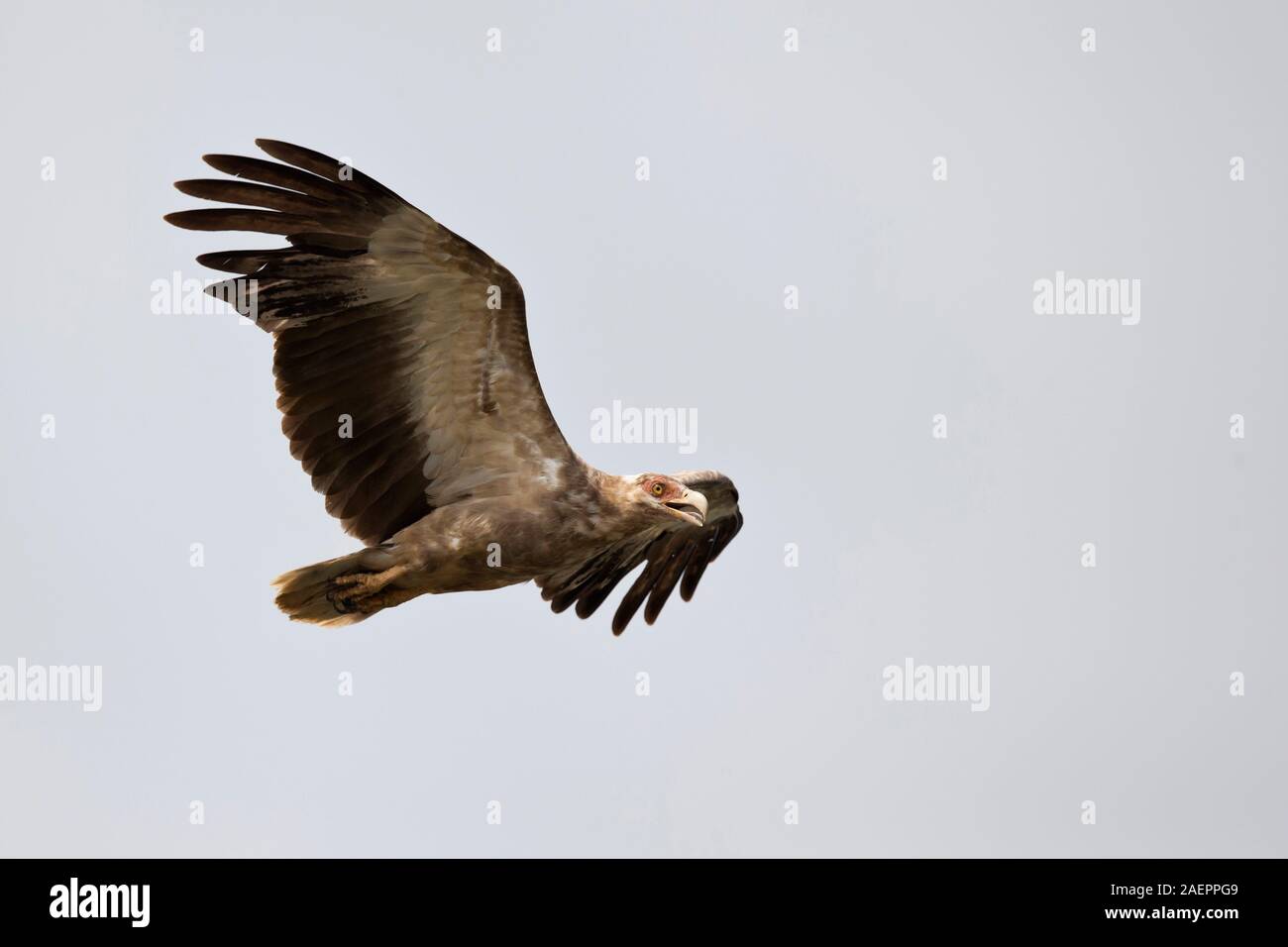 Immaturo Palm-dado Vulture (Gypohierax angolensis) in volo Foto Stock
