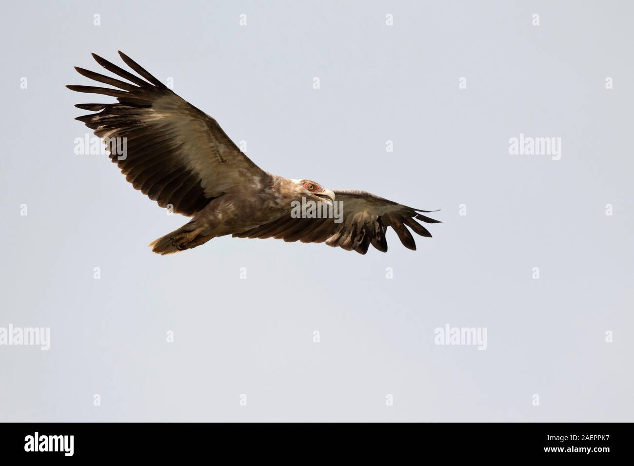 Immaturo Palm-dado Vulture (Gypohierax angolensis) in volo Foto Stock