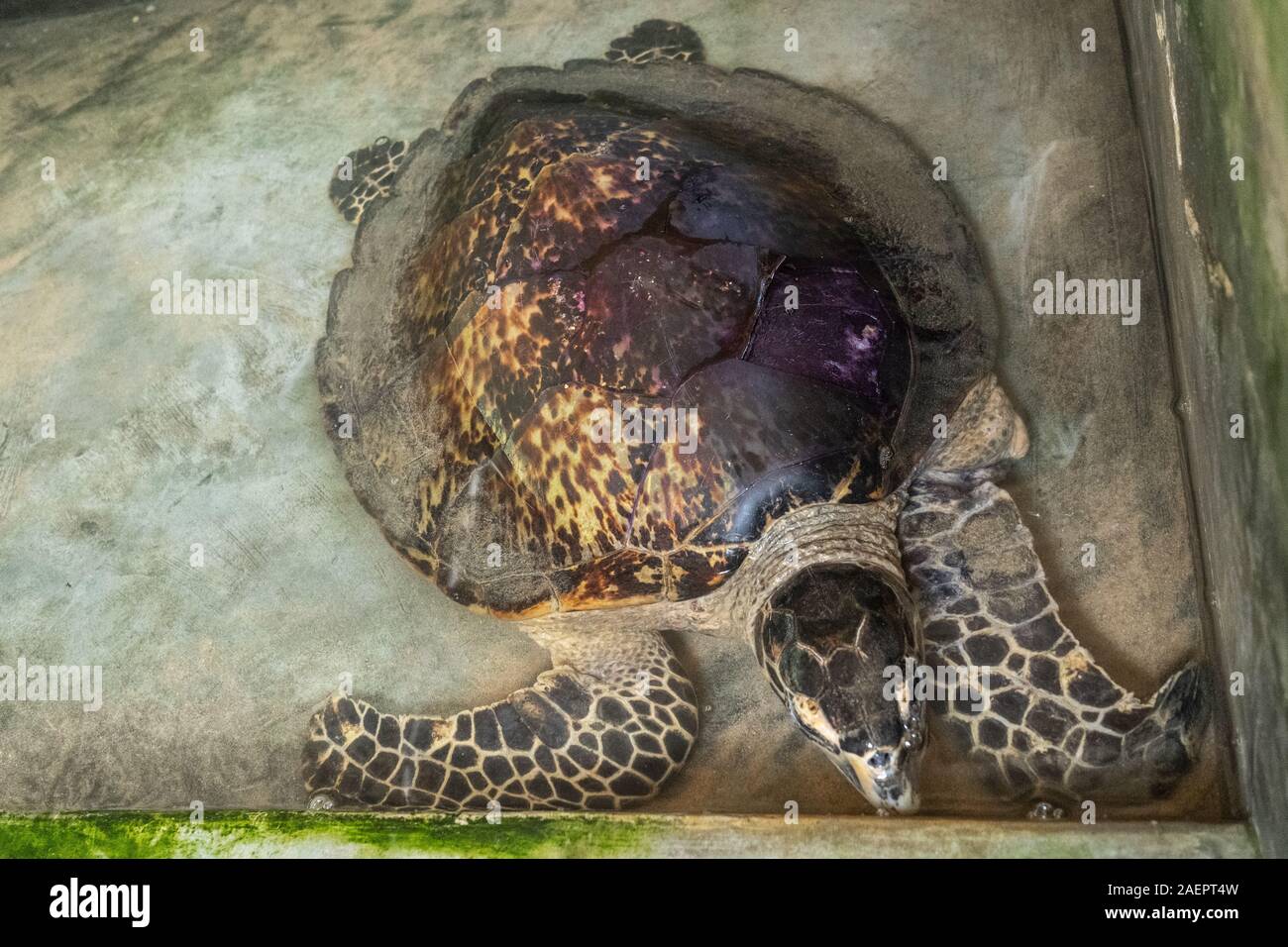 La tartaruga in un centro di riabilitazione. Turtle nuotate nella piscina di close-up. Foto Stock