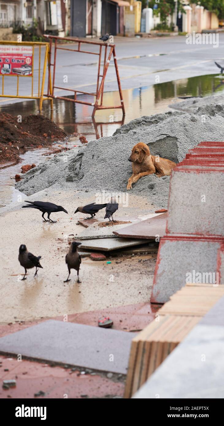 Un cane stabilisce in una pila di materiale utilizzato per la costruzione di strade circondate da crows Foto Stock