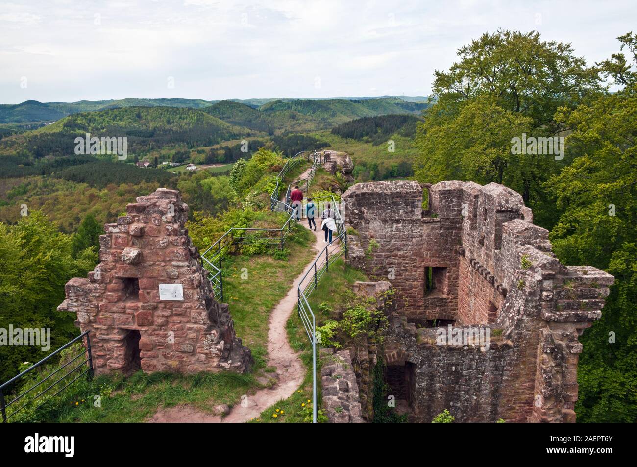 Rovine del Castello di Falkenstein, del XIII secolo, Philippsbourg, nord Vosgi Parco naturale regionale, della Mosella (57), il Grand regione Est, Francia. Foto Stock