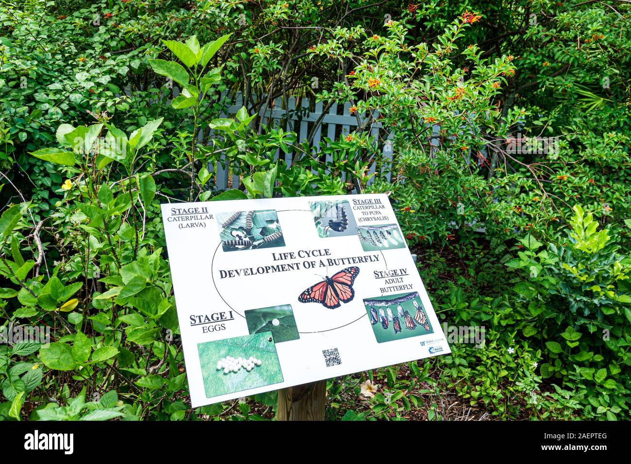 Port St. Lucie Florida, Port St. Lucie Botanical Gardens, giardino delle farfalle, mostra interpretativa, diagramma del ciclo di vita, vegetazione, informazioni sui segni, FL1 Foto Stock