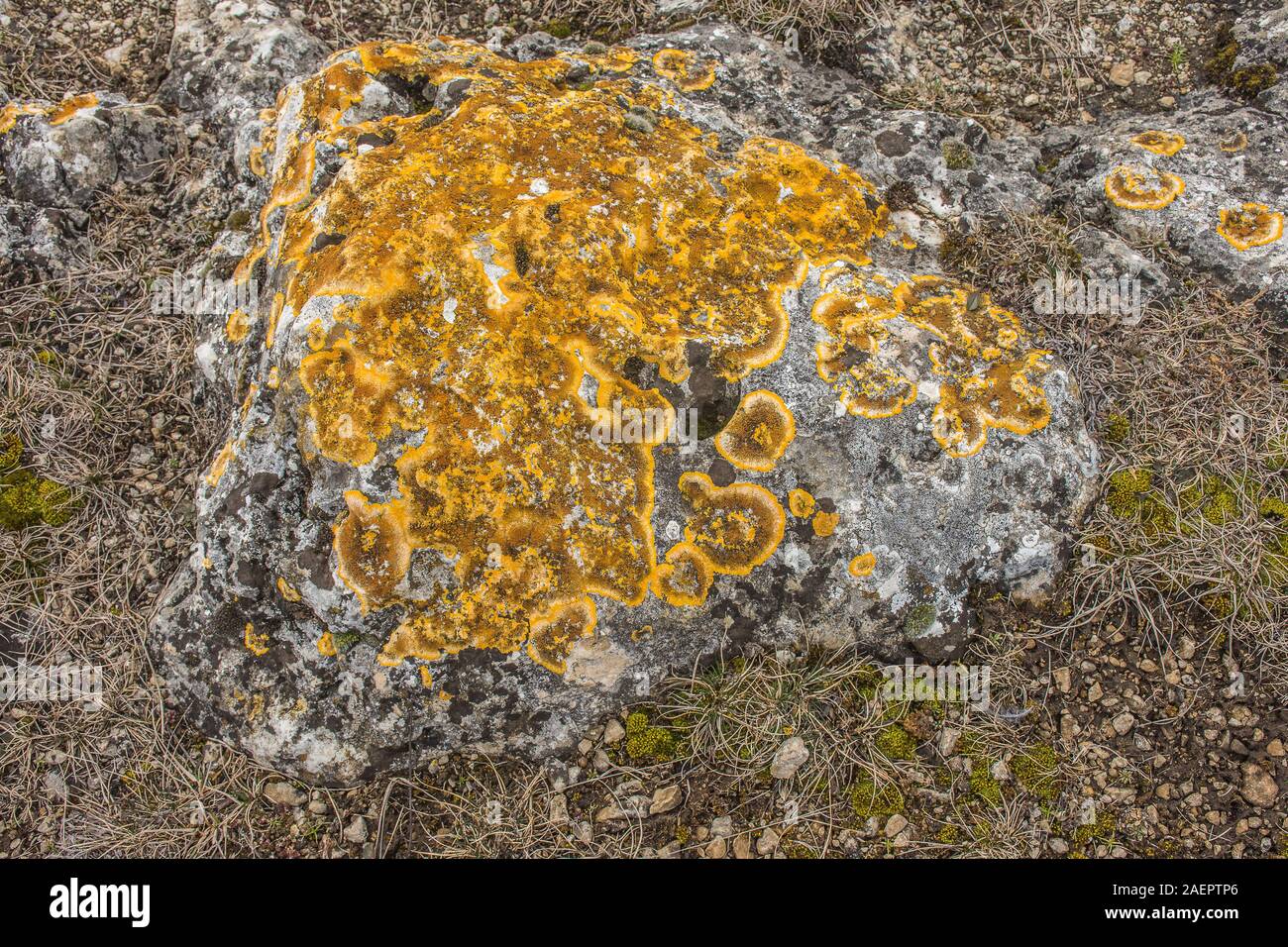 Gelbflechte (Xanthoria parietina) shore lichen • Baden-Württemberg; Deutschland Foto Stock