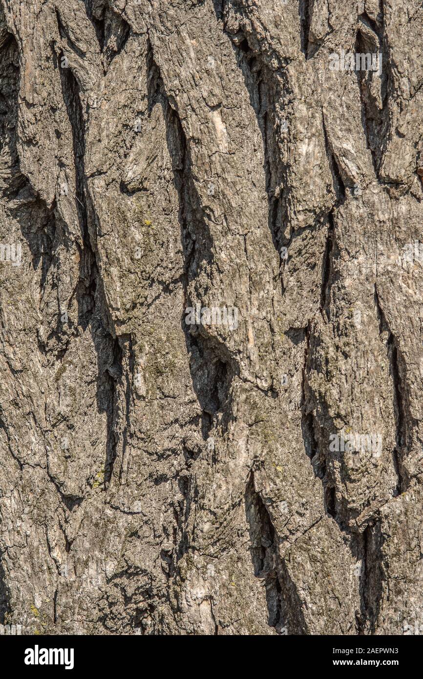 Borke der Stieleiche (Quercus robur) Oaks • Baden-Württemberg, Deutschland Foto Stock