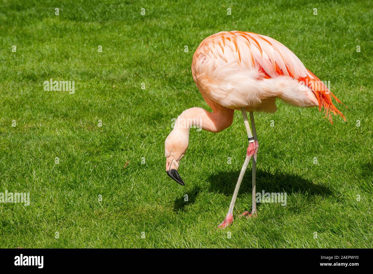 Flamingo im Blumenpark Dehner • Ldkr.Donau-Ries, Schwaben, Bayern, Deutschland Foto Stock