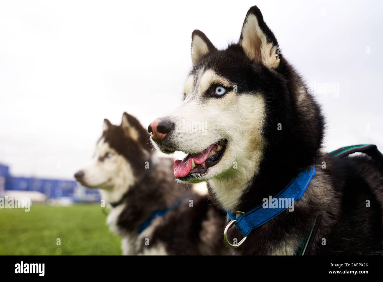 Ritratto di profilo di due huskies guardare avanti Foto Stock