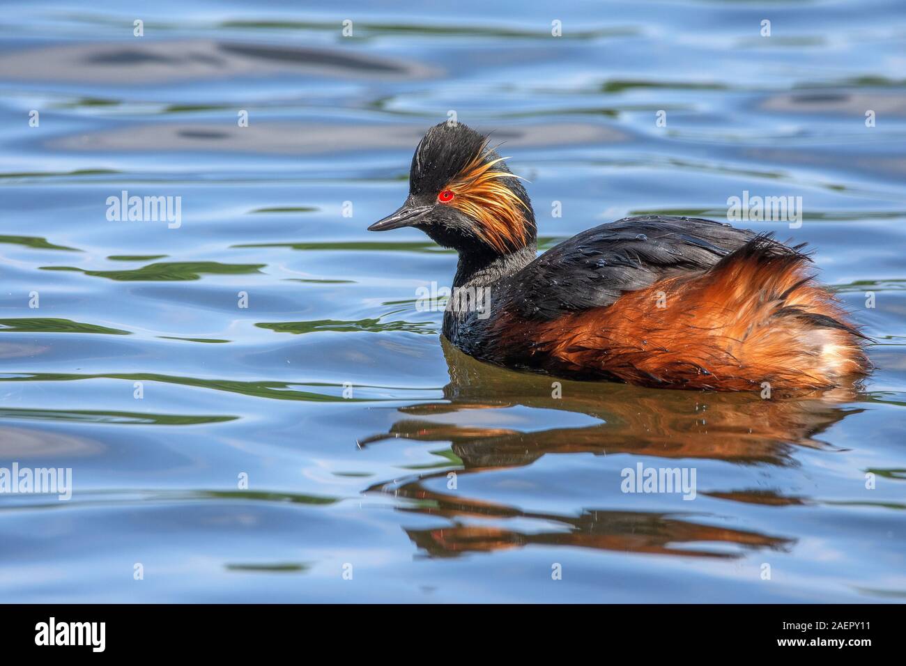 Schwarzhalstaucher (Podiceps nigricollis) nero a collo svasso • Bayern, Deutschland Foto Stock