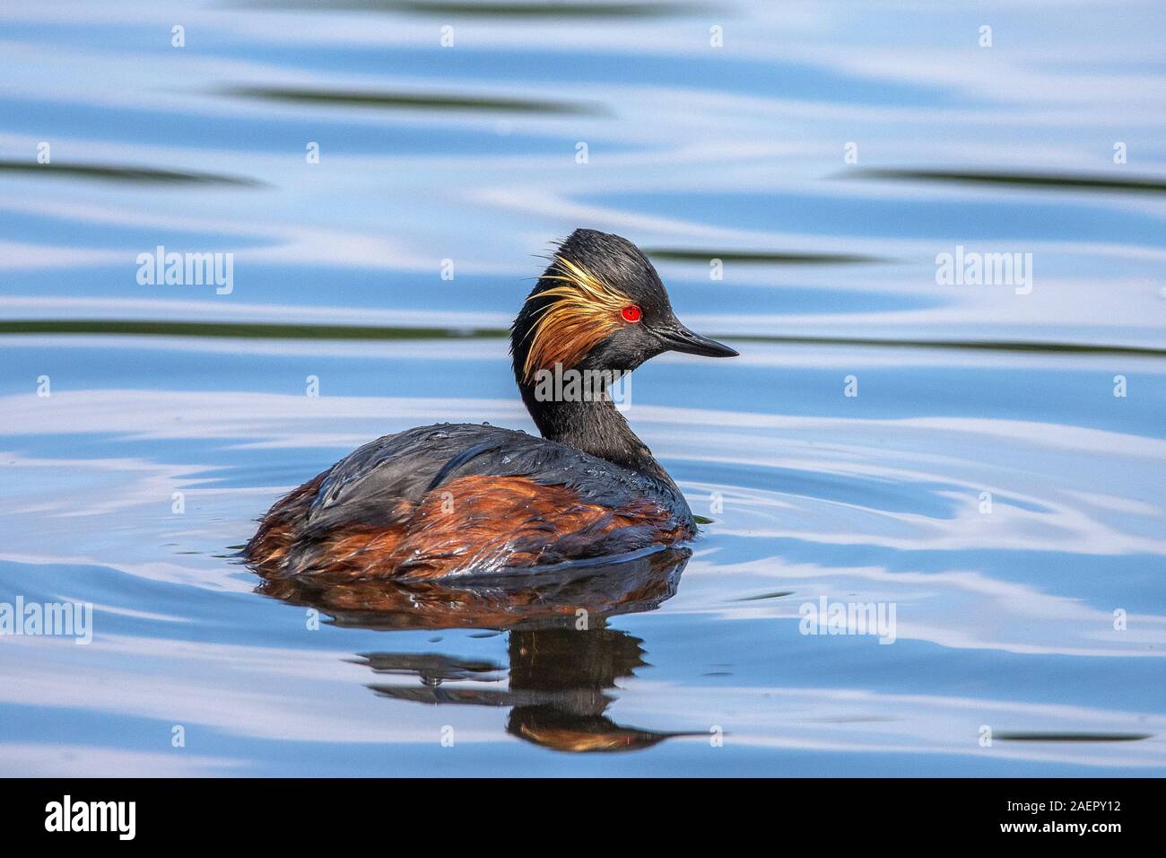 Schwarzhalstaucher (Podiceps nigricollis) nero a collo svasso • Bayern, Deutschland Foto Stock