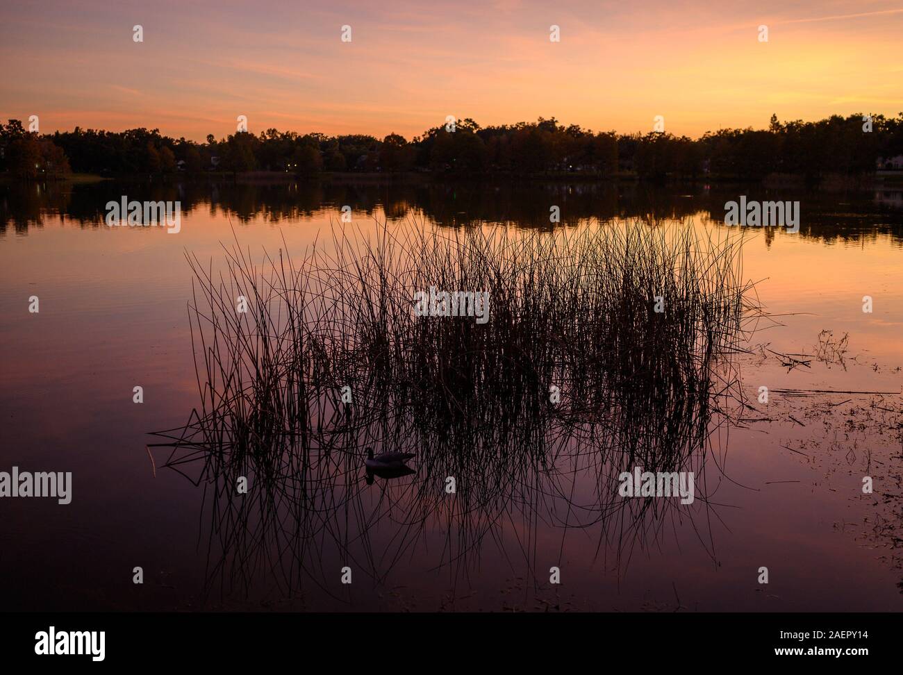 Un anatra durante il tramonto sul Lago di Davis Park vicino al centro cittadino di Orlando, Florida. Foto Stock