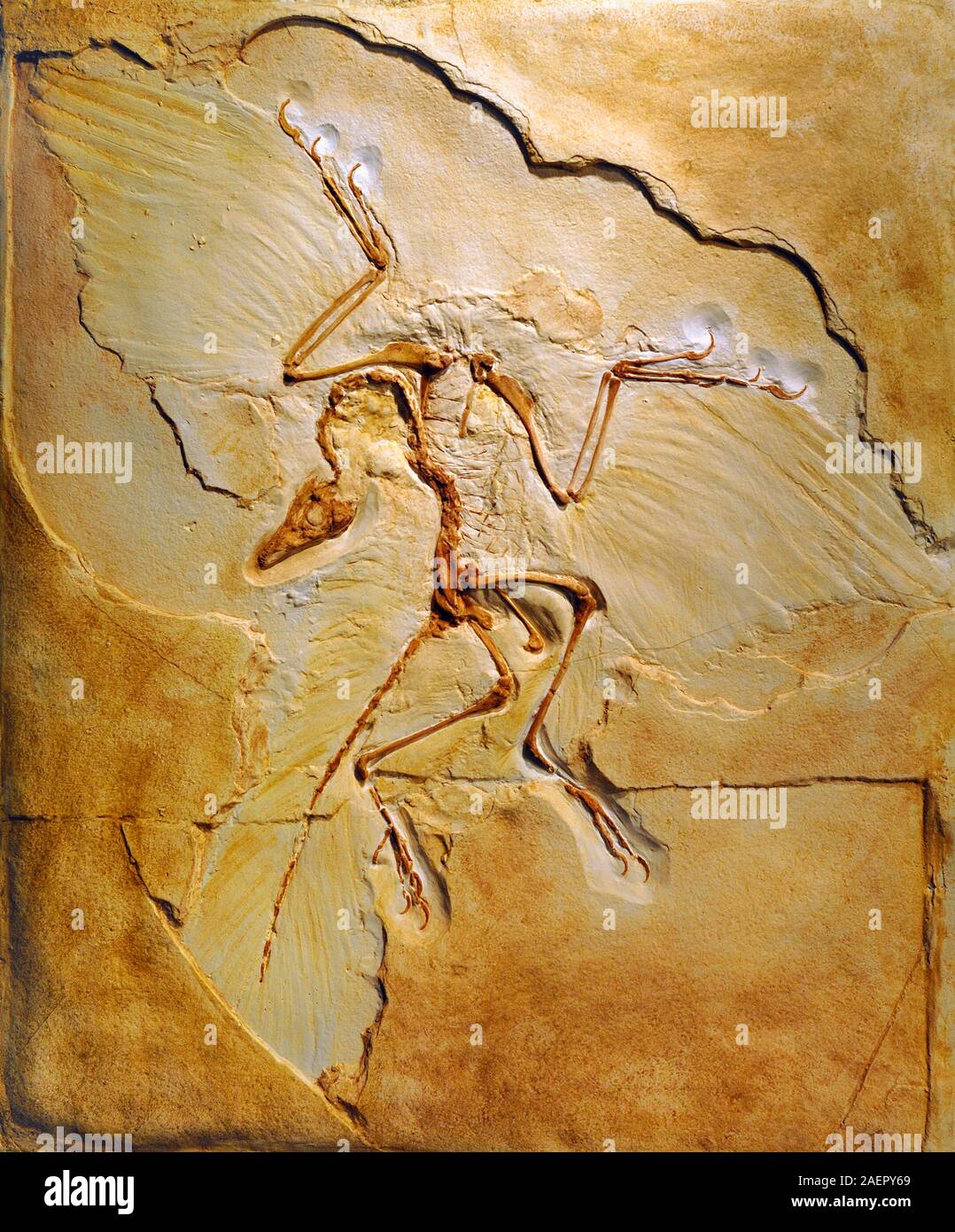 Archaeopteryx siemensii Bird-simili di fossili di dinosauri, Campione di Berlino Foto Stock