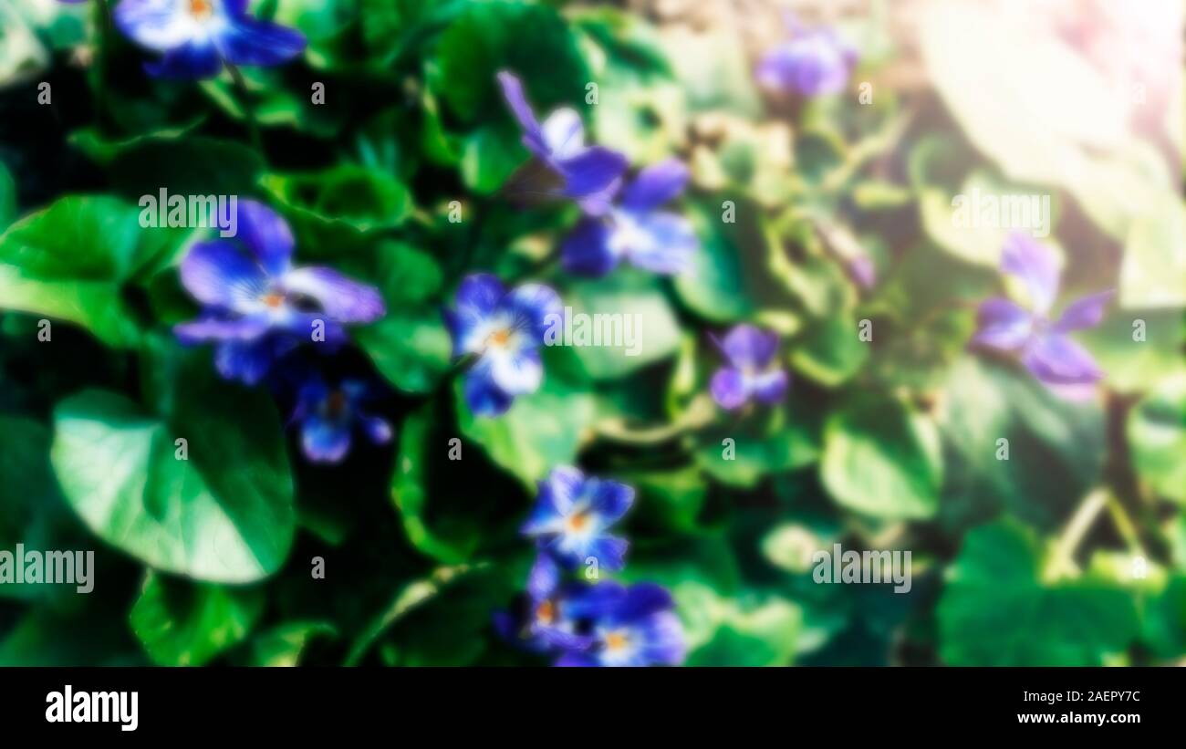 Violette africane, viola tricolore, viole multicolore, giallo viola, blu fiori, viole crescere Foto Stock