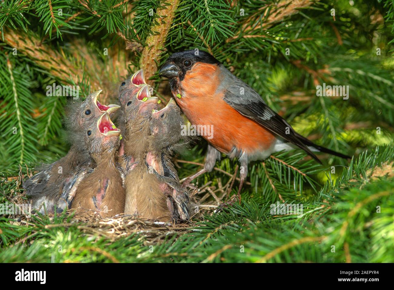 Gimpel, Dompfaff (Pyrrhula pyrrhula) Bullfinch settentrionale • Baden-Württemberg, Deutschland Foto Stock