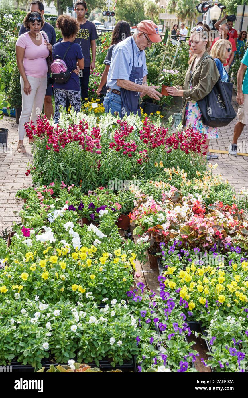 Orlando Winter Park Florida,centro,quartiere storico,mercato degli agricoltori,settimanale Sabato all'aperto,venditore,vivaio di piante,fiori da giardino,in vendita,uomo,donna, Foto Stock