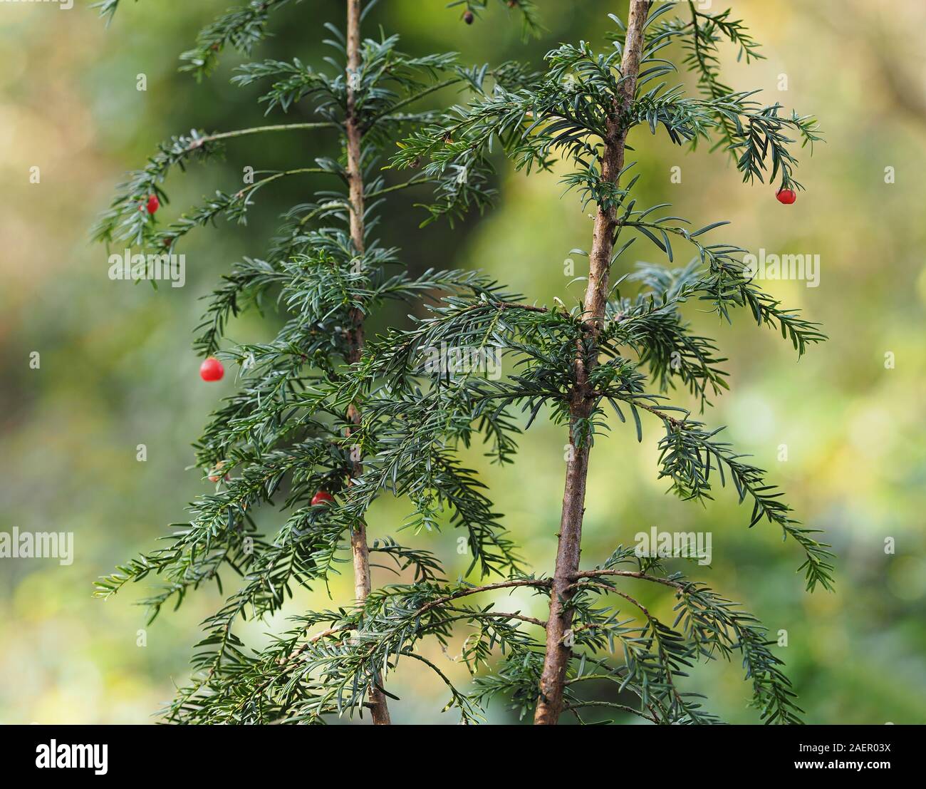 Vista ravvicinata di Yew alberello (Taxus baccata) cresce nei boschi. Cahir Park, Cahir, Tipperary, Irlanda Foto Stock