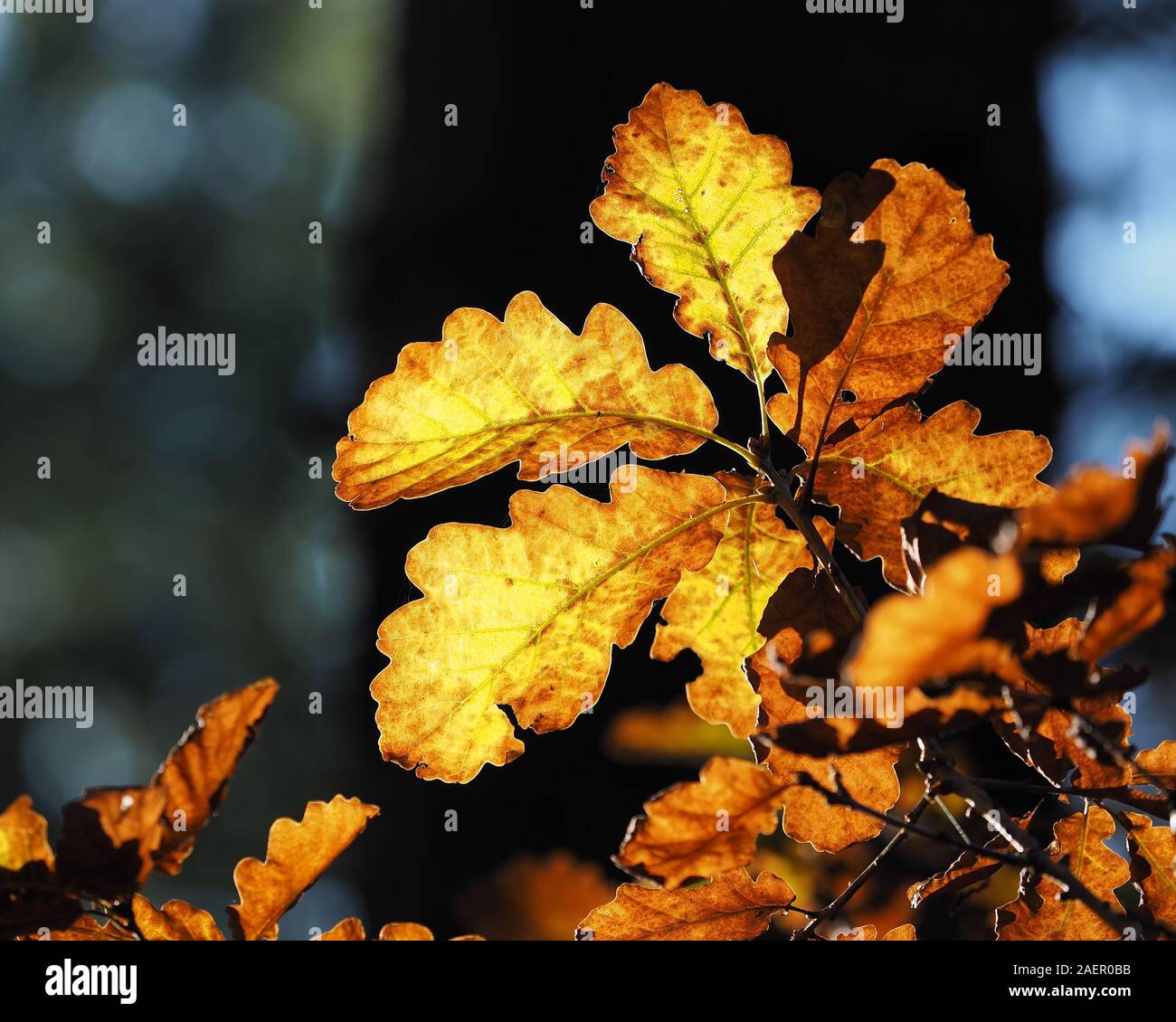 Gruppo di foglie di quercia con colori autunnali retroilluminato in bosco. Tipperary, Irlanda Foto Stock