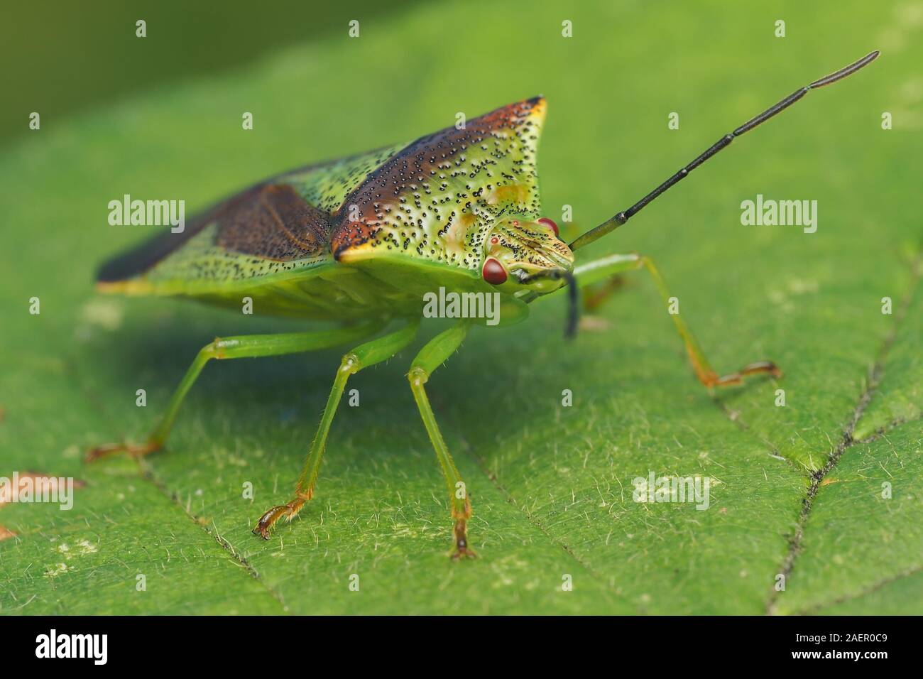 Biancospino Shieldbug (Acanthosoma haemorrhoidale) a riposo su foglie di piante. Tipperary, Irlanda Foto Stock