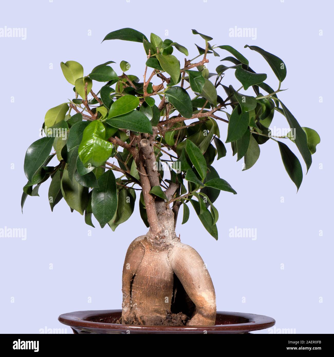 Bosai Ficus microcarpa Ginseng'' o il ginseng fig pianta di casa con una limitata crescita e trunk a bulbo conformata come una radice di ginseng Foto Stock