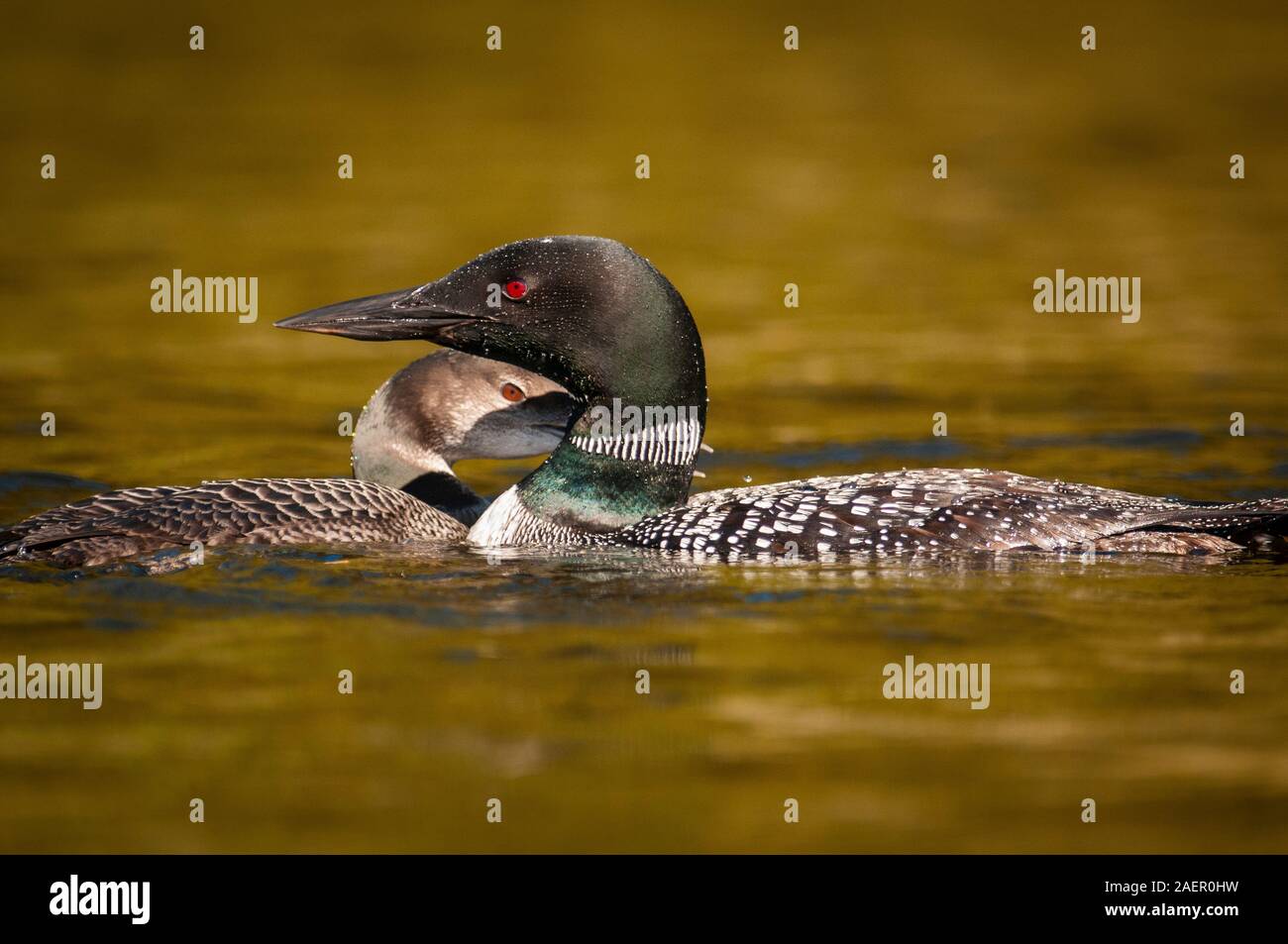 I capretti Loon comune rannicchiò sul suo genitore Foto Stock