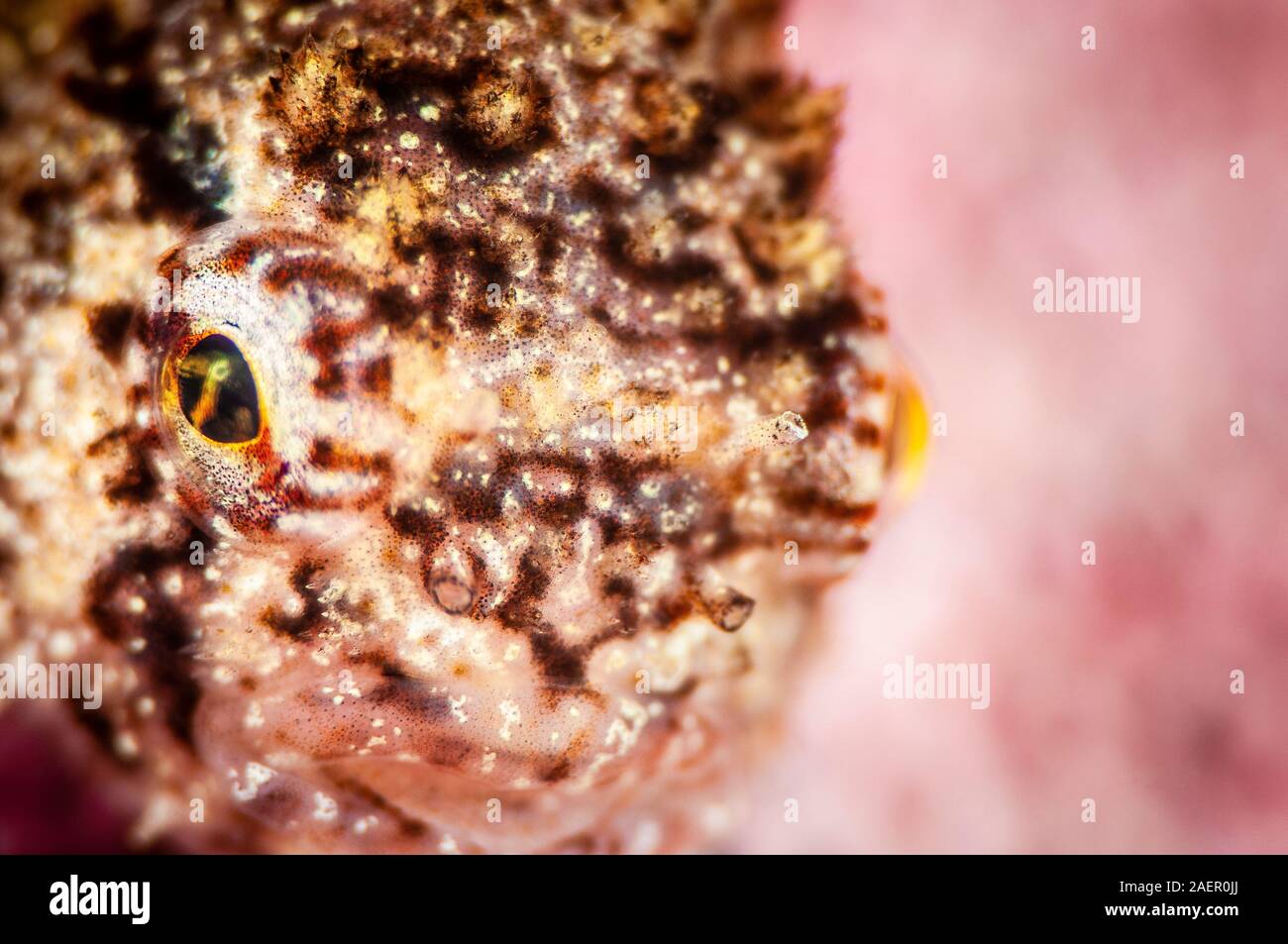 In prossimità della testa di un piccolo Atlantico Lumpsucker Spinoso Foto Stock